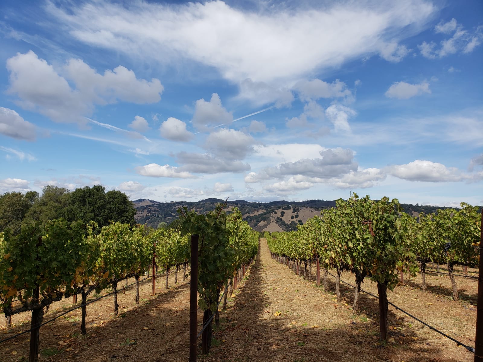 Scenic vineyard picture. 